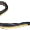 Anguila