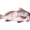 c432-1-corvina negra