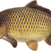 carpa