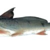 Luciopimelodus_pati