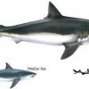 megalodon_weisserhai