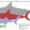 megalodon_scale1