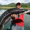 giant-snakehead4