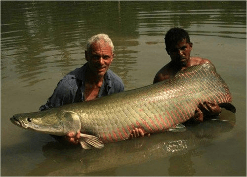 Arapaima Jeremy Wade