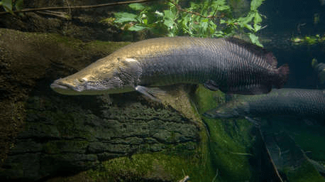 Arapaima