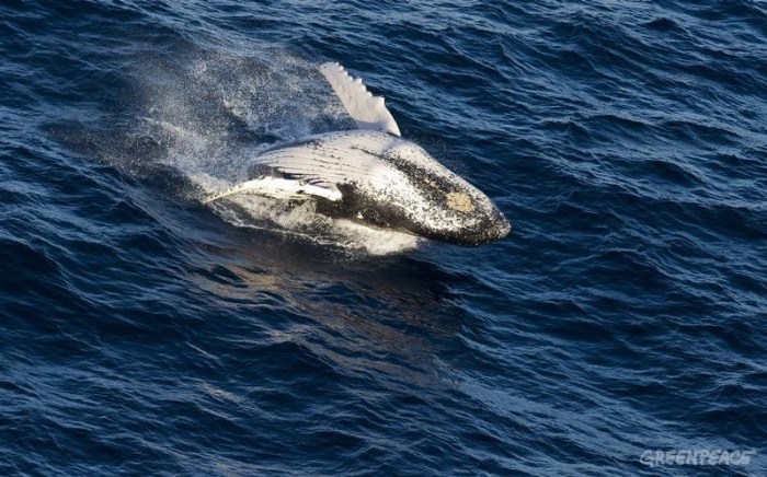 Humpback Whales in Indian Ocean
