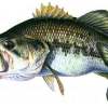 black_bass_9850_6033