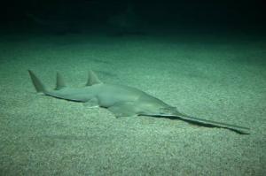 thumbnail_300_300_183897_pez_sierra