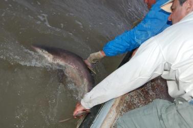 528606_483732948352653_1099260875_n