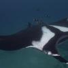 las-mantarrayas-gigantes-de-los-mares-ecuatorianos-5