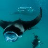 manta raya grande