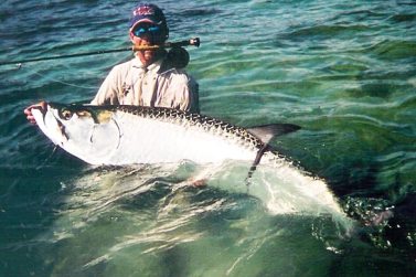 tarpon