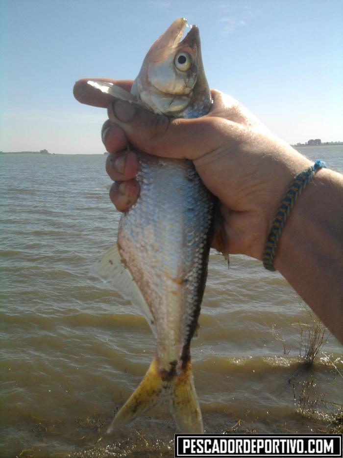 Dientudo mas grande sacado, por mi, de 200 gramos