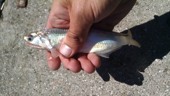 El primer pez de la jornada, un dientudo, sacado con paternoster y camaron con sardina  
