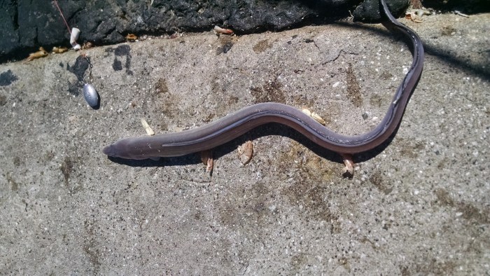 El segundo pez, un congrio