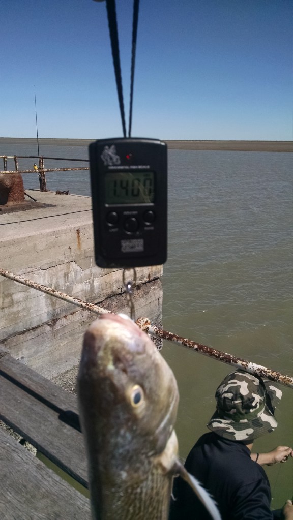 Pescado capturado por Rodrigo, uno de los que estaban pescando en la escollera, encarnando con camarón y de fondo, 