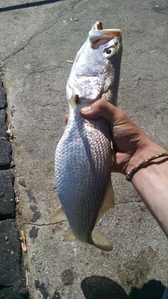 El péz mas grande de mi parte, una pescadilla de 1kg. 