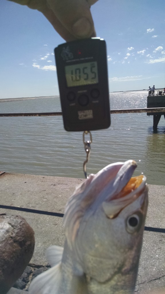 Pescadilla de 1.055 kg