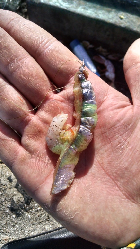 Camaron con sardina y langostino 