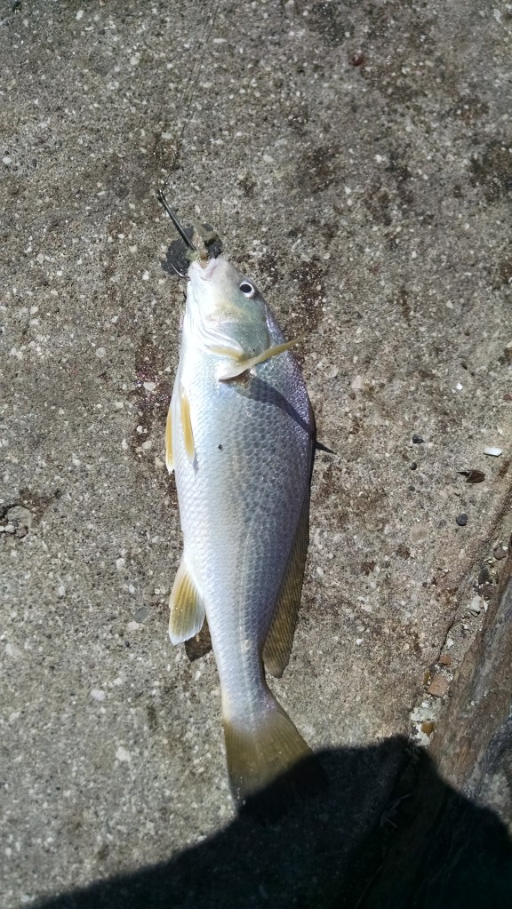 IMG_20150201_143744269