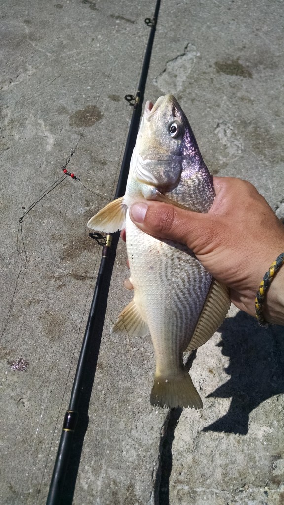 IMG_20150201_151023658