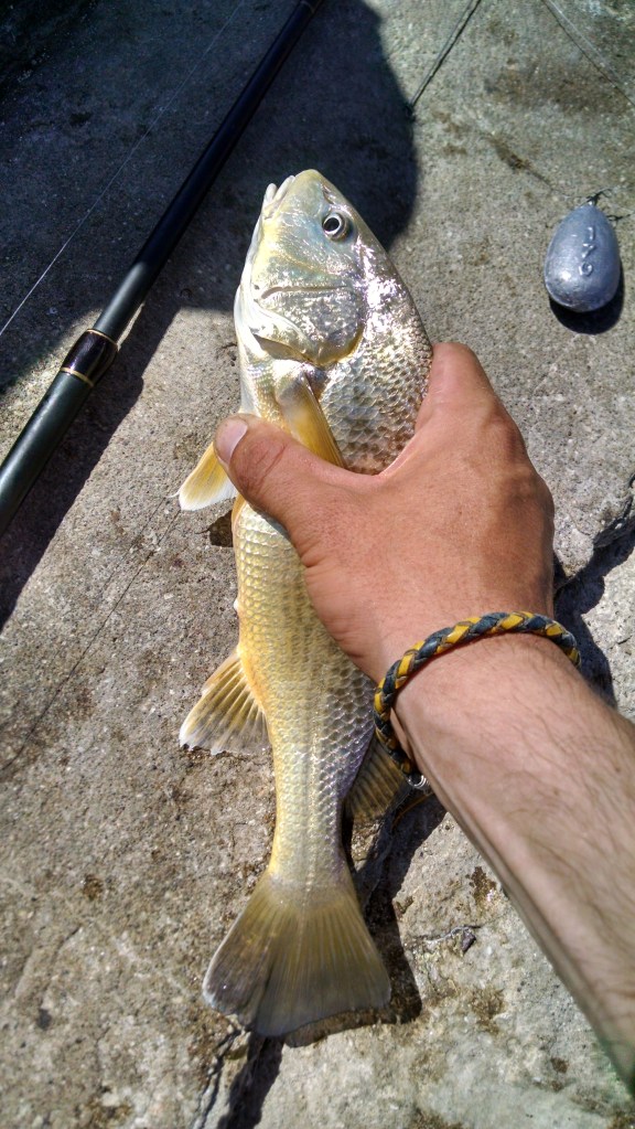 IMG_20150201_155011618_HDR