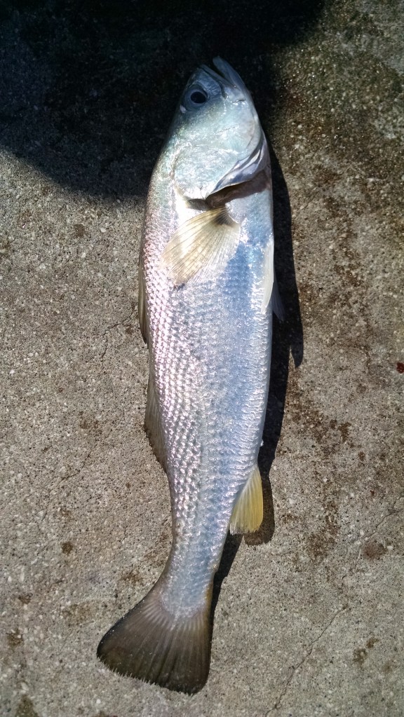 IMG_20150201_160247090