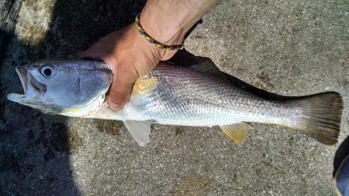 Pescadilla de 850 gramos