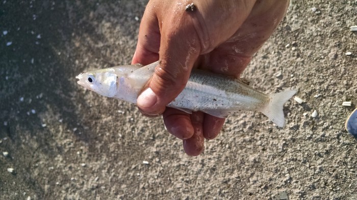 IMG_20150201_185109428