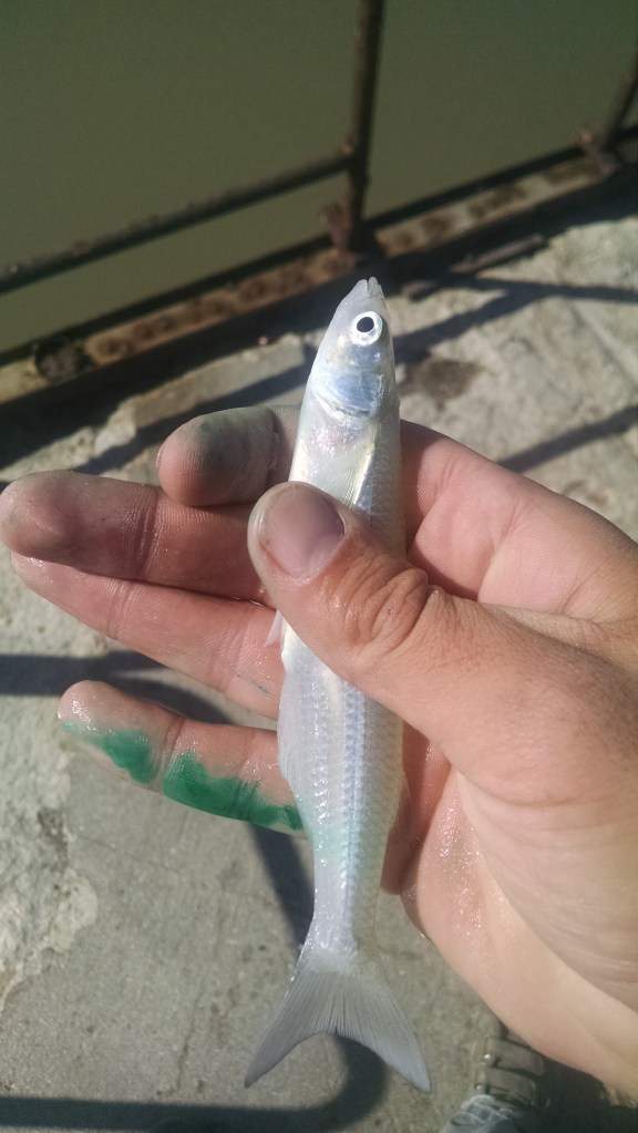 Uno de los pejerreyes de medida estándar del día. 