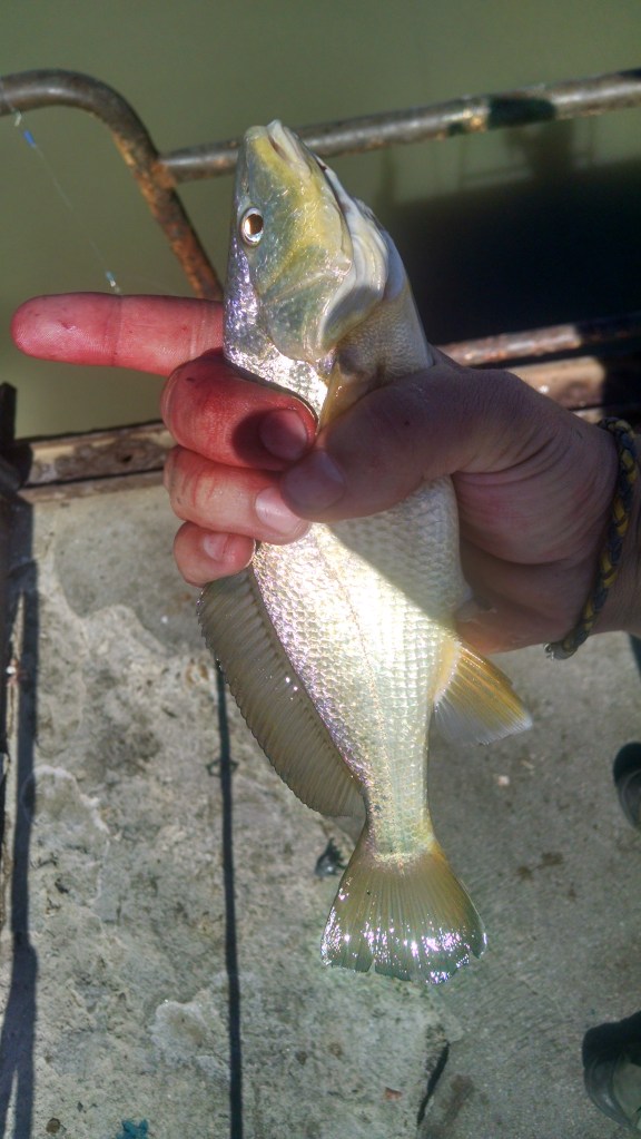 La única corvina del día. Otros pescadores capturaron una de 2.5 kg aprox. 