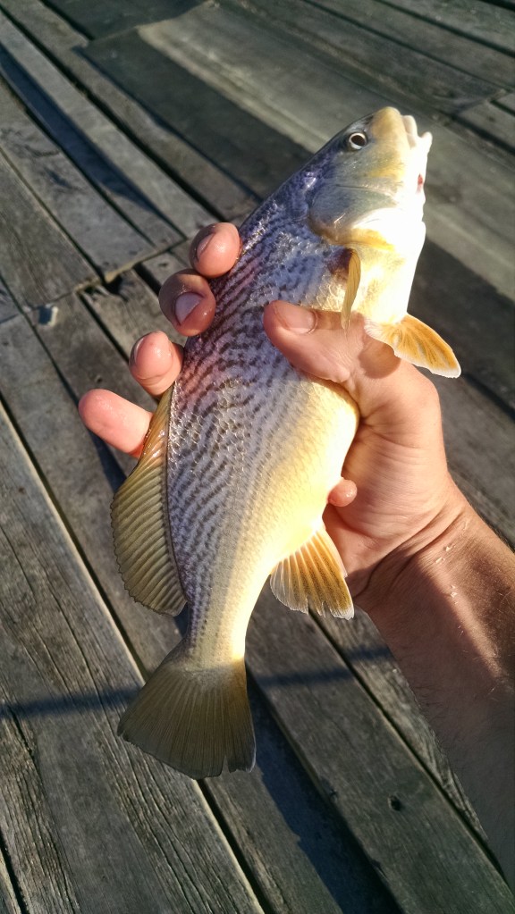 IMG_20150329_084316139