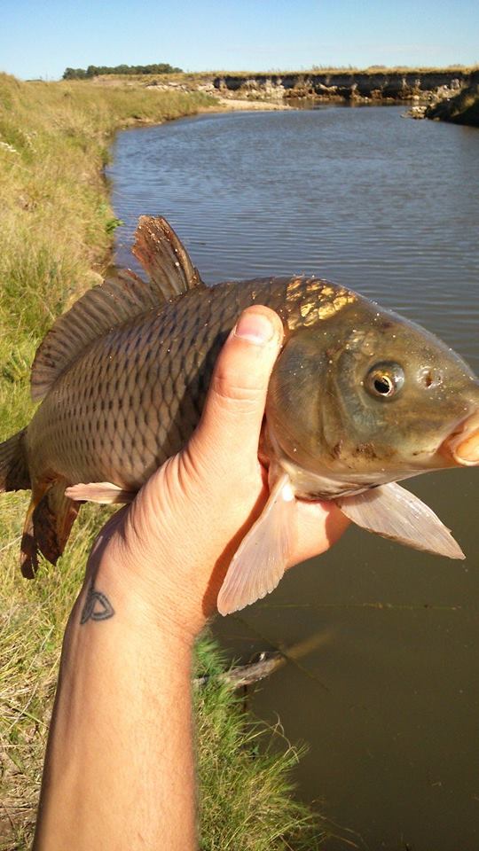 10981508_1564859310445022_3672098215897677785_n