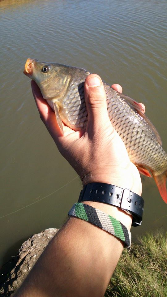 1908130_1564859460445007_5056909005133981710_n