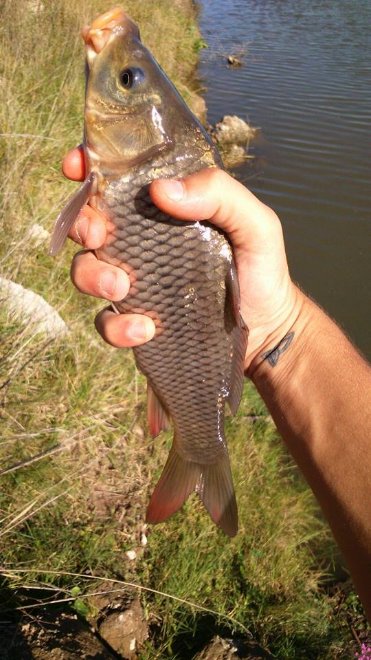 988911_1564859260445027_7611007164479200252_n