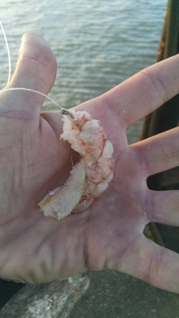 Langostino con anchoa. Muy rapidas las corvinas de pequeño porte para deshacerla toda. 