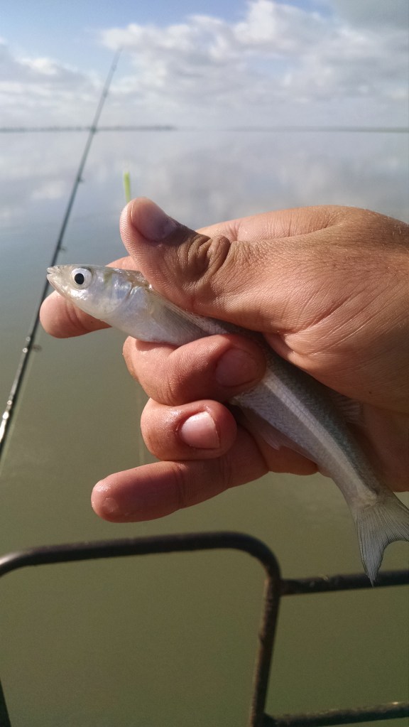 Uno de los pejerreyes (devuelto) 