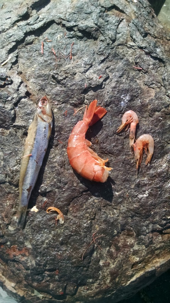 Anchoa, langostino y camarón 