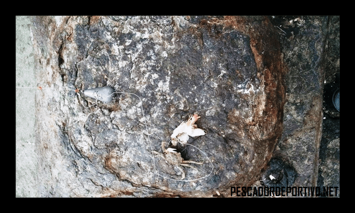 linea contra cangrejos 2