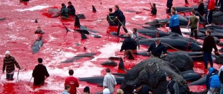 Como cada año, los habitantes del poblado japonés Futuo se preparan para su funesto ritual en el que dan muerte a cerca de 20 mil delfines al comenzar septiembre. A pesar de que esta práctica ha sido internacionalmente repudiada y denunciada por múltiples organizaciones ambientalistas, nada parece detenerla año tras año. 