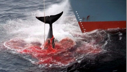 Aducen que es para investigación, pero es algo que nunca cerro: millones de ballenas dan sus ultimos coletazos tratando de zafar de las garras de hierros controladas por el cada vez menos pensante ser humano. 
