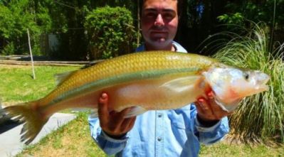 Ricardo Mira, asiduo pescador, sacó un ejemplar de 3,600 kg y 75 cm de largo en el dique Cuesta del Viento. 
