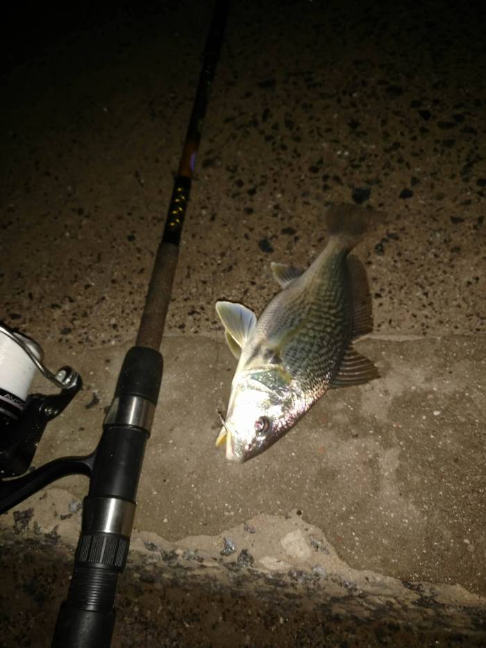 12915243_10208993326293957_1682111659_o