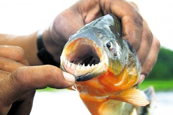 argentina-registran-23-ataques-jpg_604x0