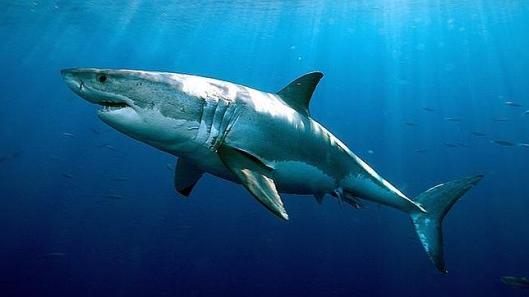 tiburon20blanco-644x362