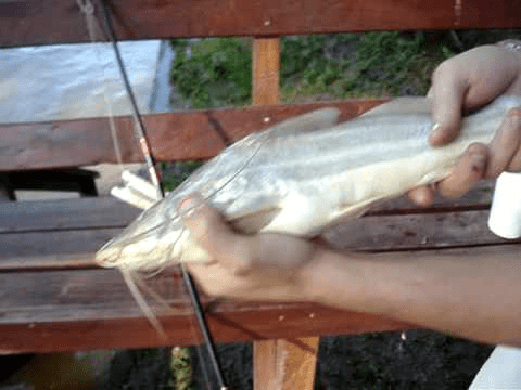 Manera correcta de agarrar un bagre