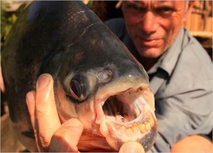 red-bellied-pacu-01-625x450