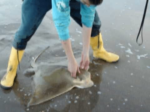 Manera correcta de agarrar un chucho o raya.png