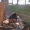 Asado 6