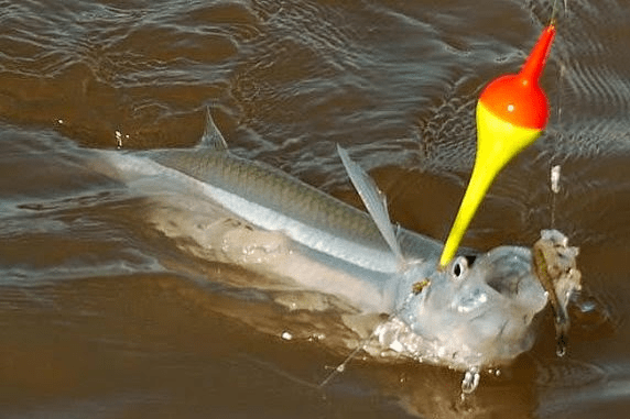 Flecha del Plata.png